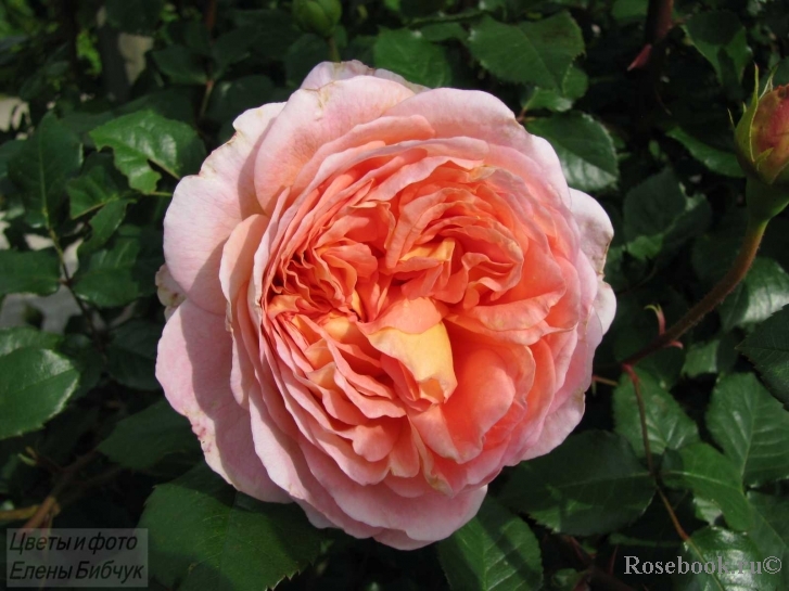 Abraham Darby