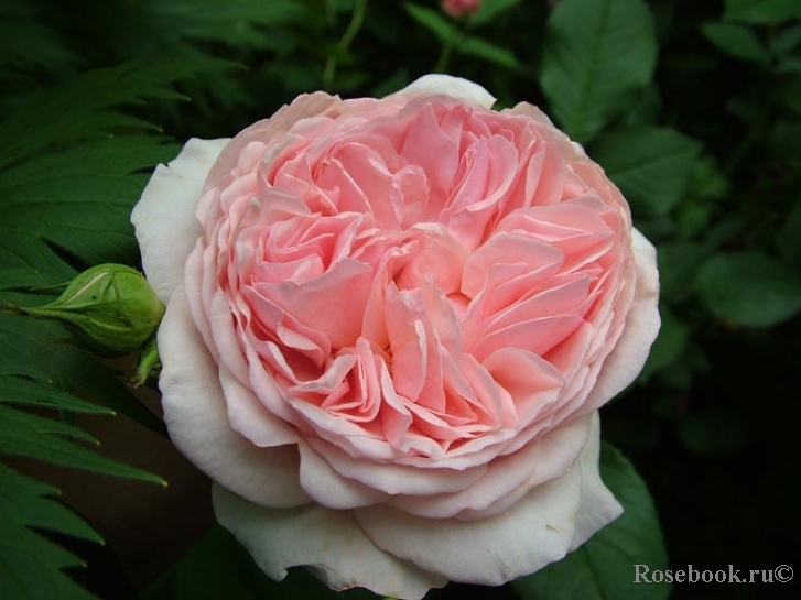 A Shropshire Lad