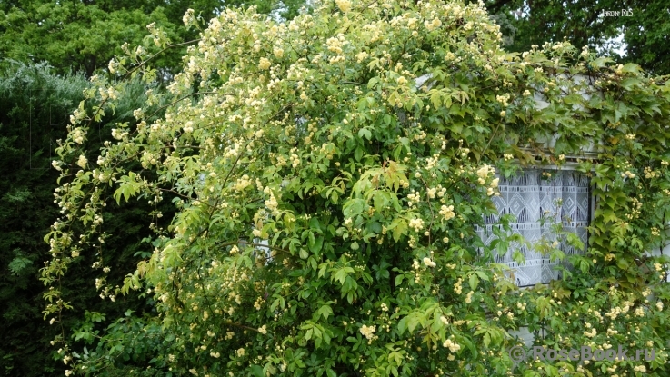 R. banksiae lutea