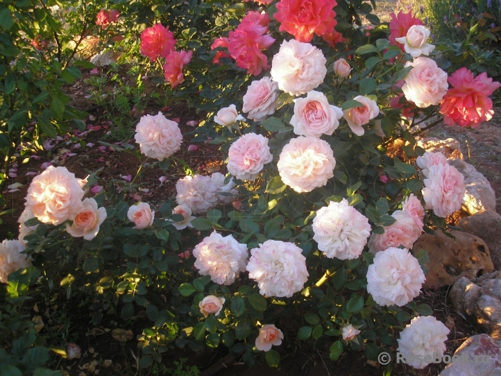 Garden of Roses 