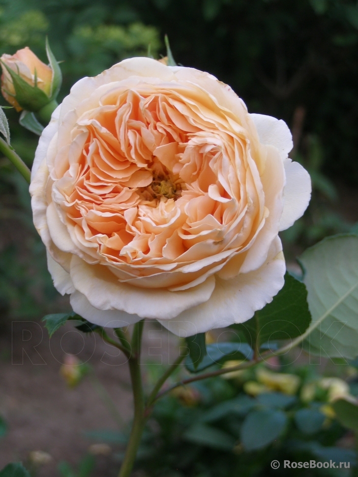 Crown Princess Margareta®