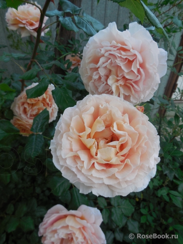 Abraham Darby