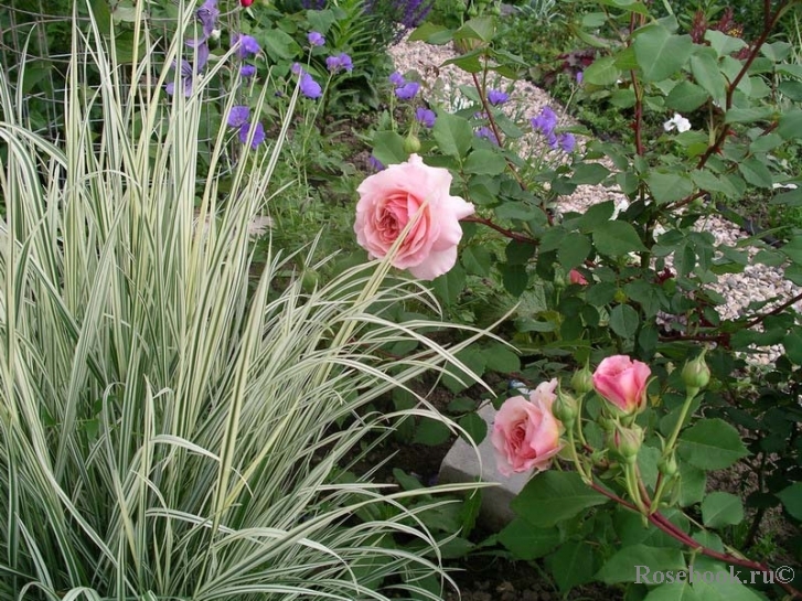 A Shropshire Lad