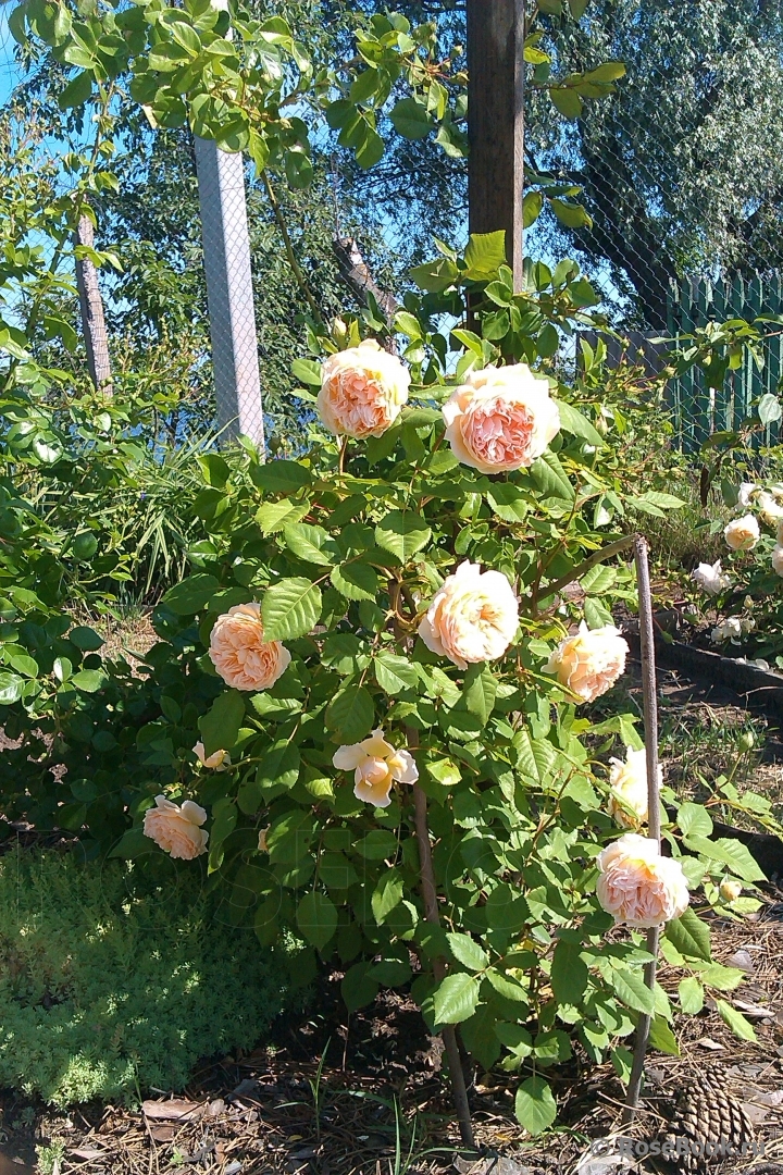 Crown Princess Margareta®