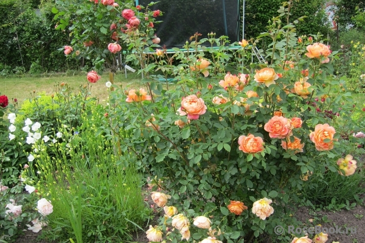 Lady of Shalott 