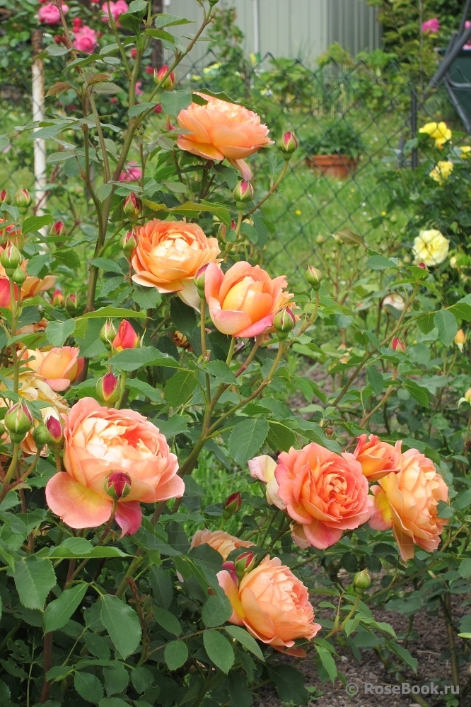 Lady of Shalott 