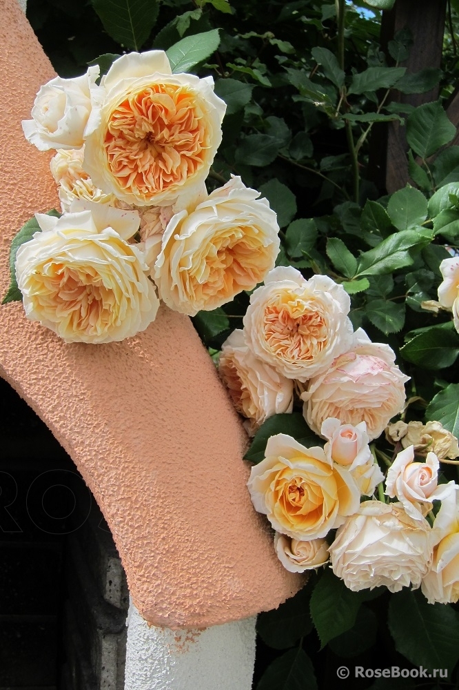 Crown Princess Margareta®