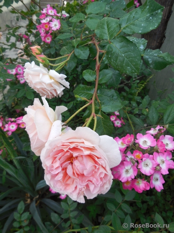 Abraham Darby