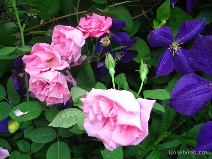 Zephirine Drouhin