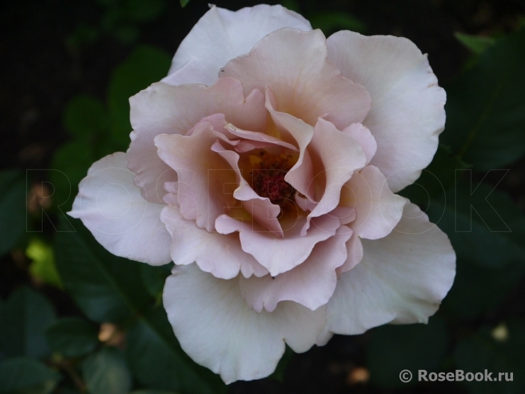 Julia's Rose