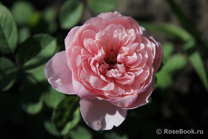 The Alnwick Rose