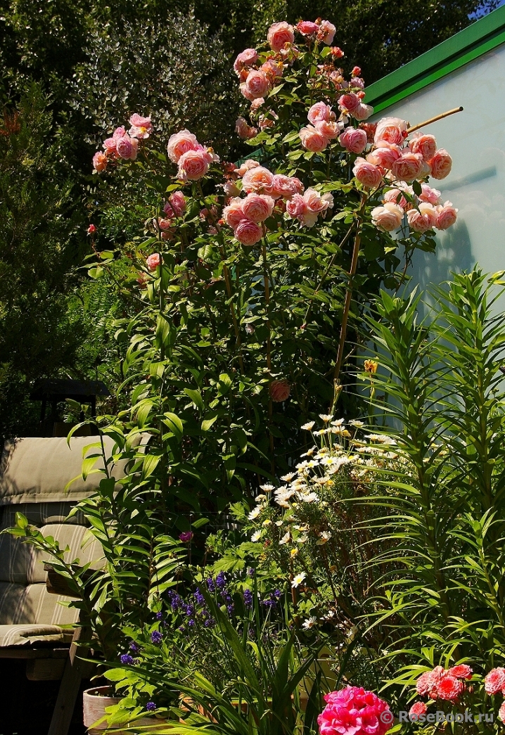 A Shropshire Lad