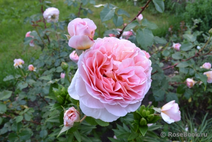 Abraham Darby