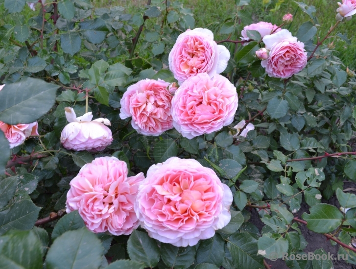 Abraham Darby