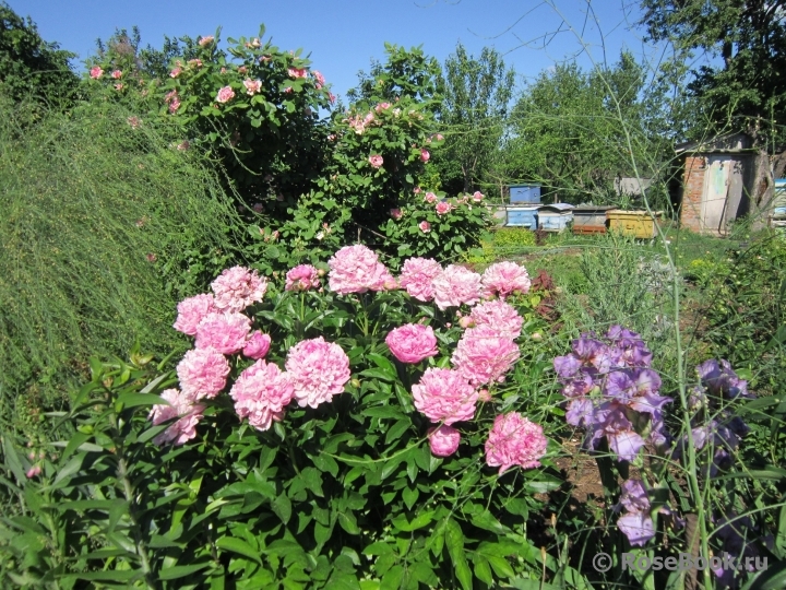 Prairie Joy