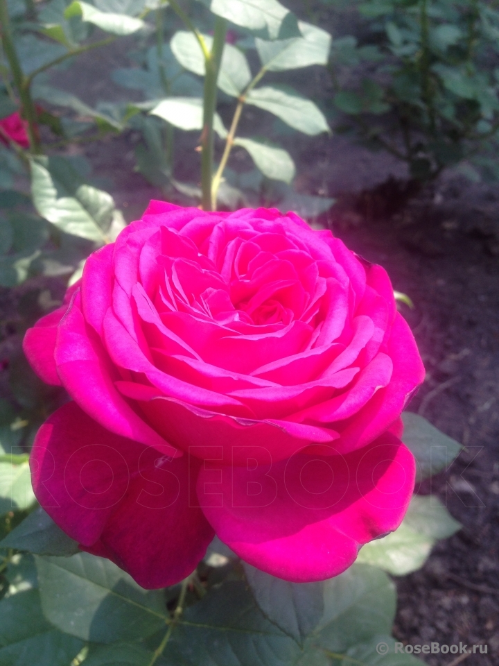 Johann Wolfgang von Goethe Rose®