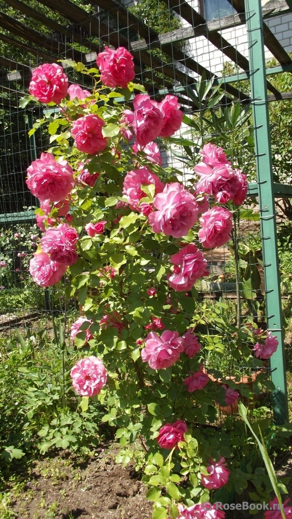 Rosarium Uetersen