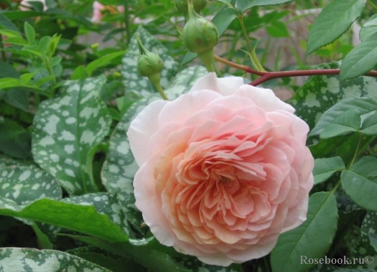 A Shropshire Lad