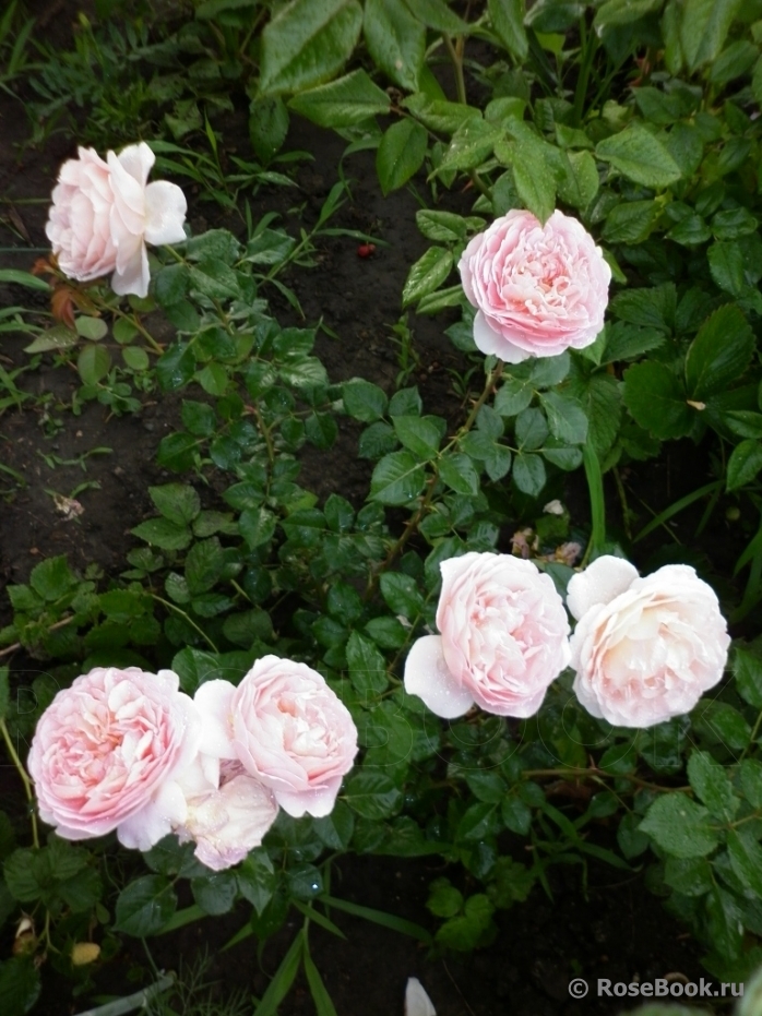 Abraham Darby