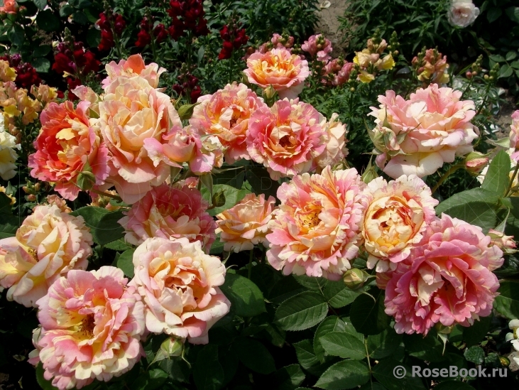 Rose des Cisterciens 