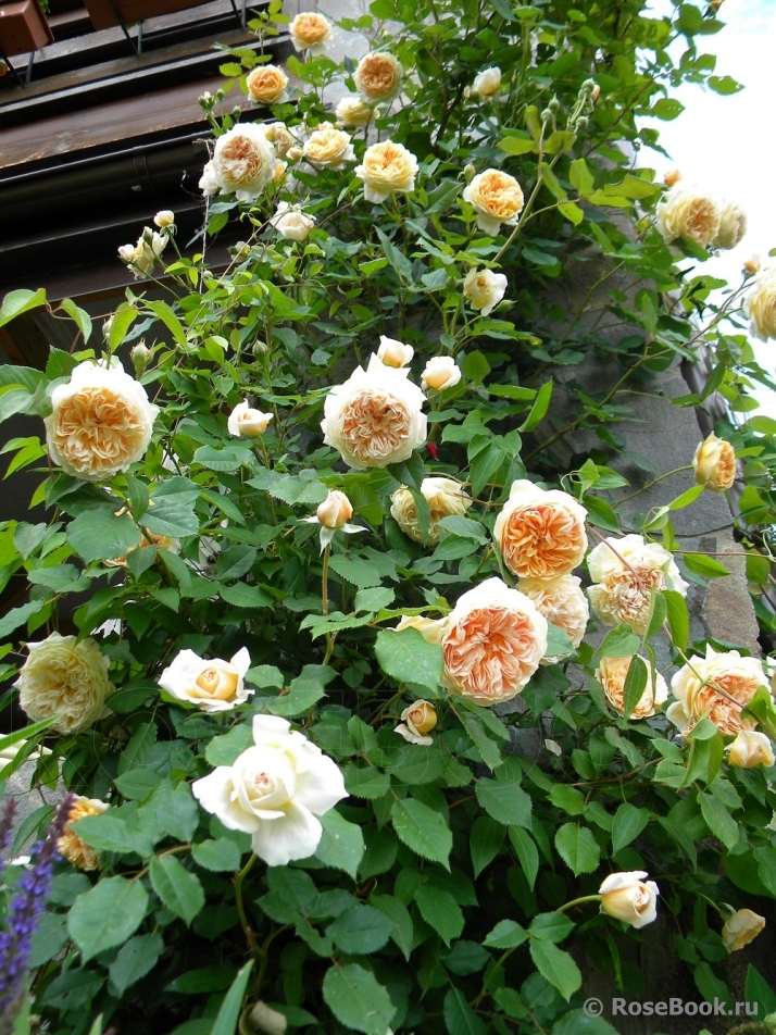 Crown Princess Margareta®