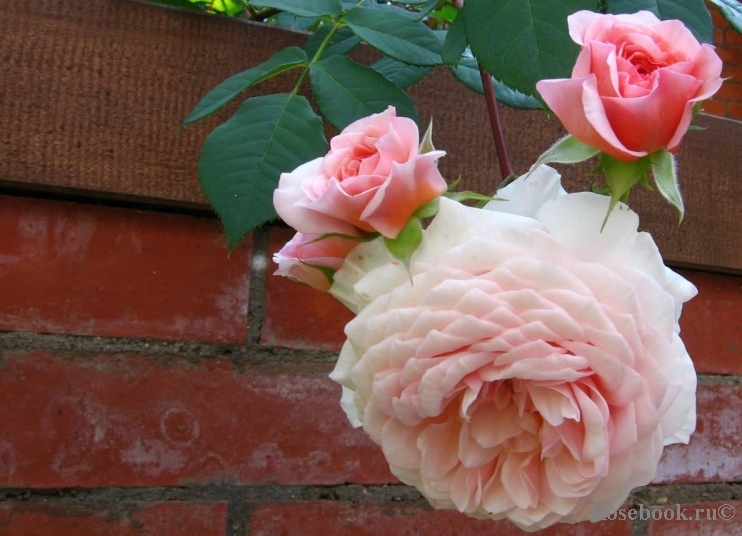 A Shropshire Lad