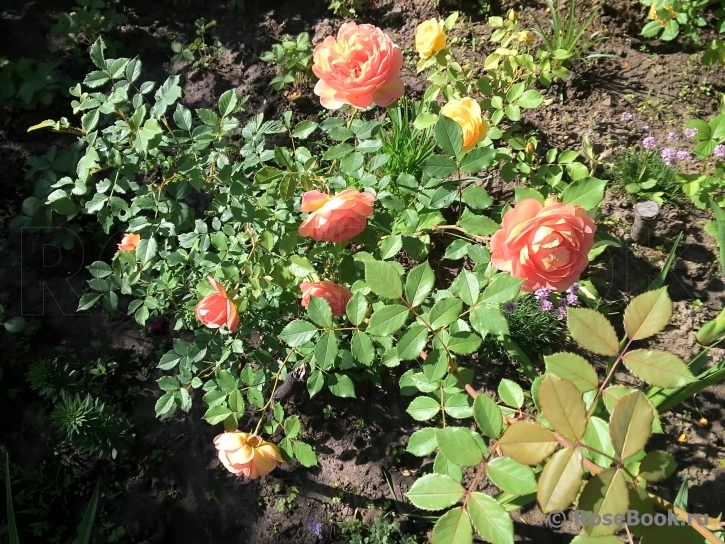 Lady of Shalott 