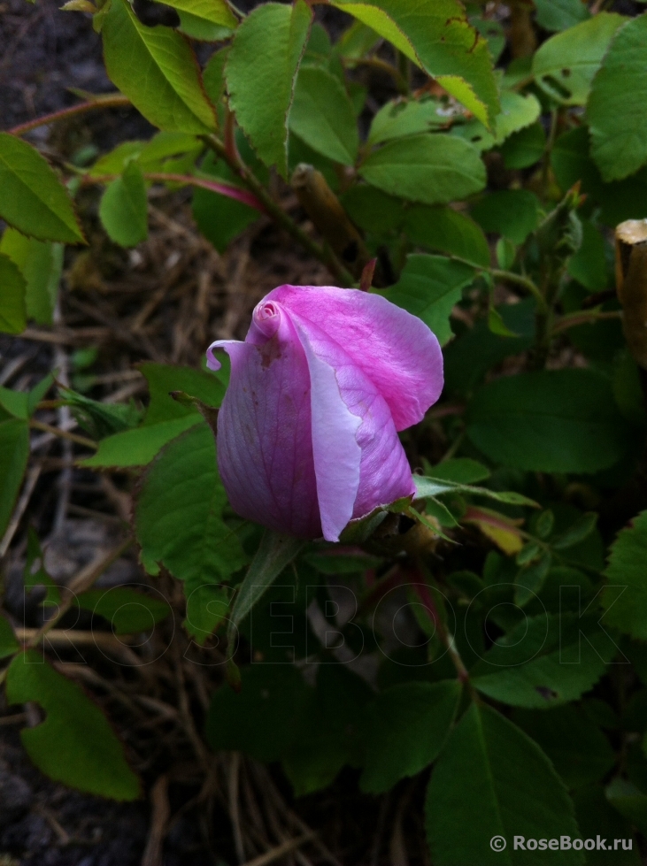 Rose des Peintres