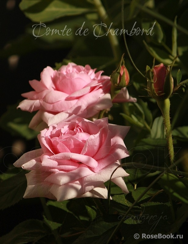 Comte de Chambord