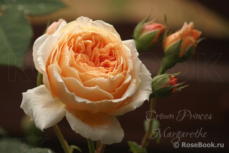 Crown Princess Margareta®