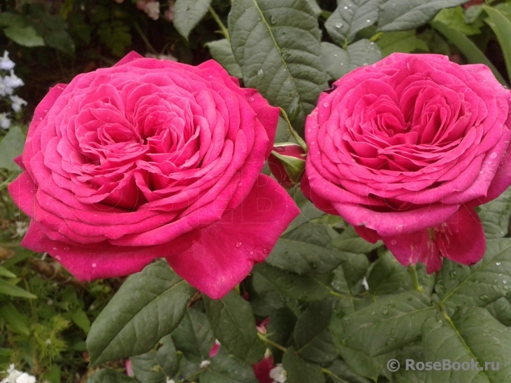 Johann Wolfgang von Goethe Rose®