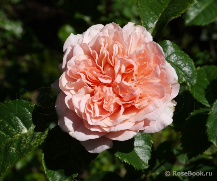 Rose de Tolbiac ®