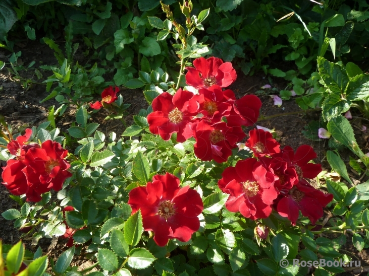 Bienenweide Rot