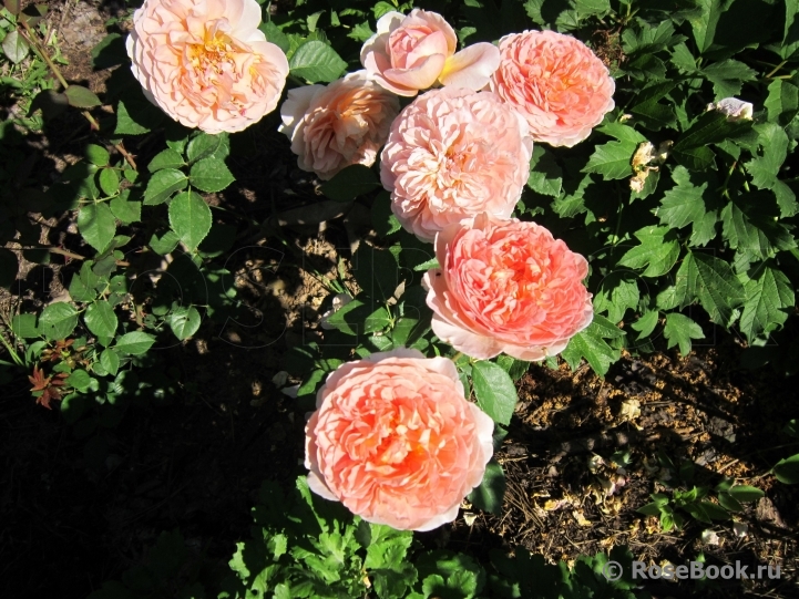 Abraham Darby