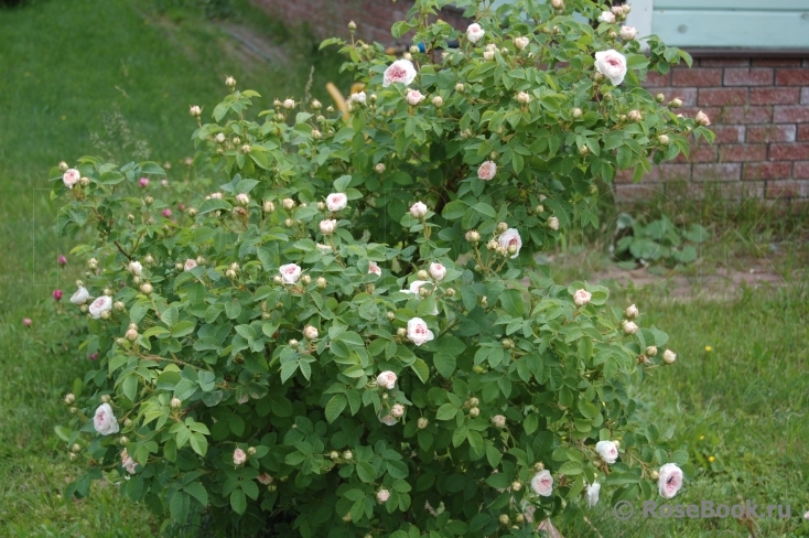 Felicite Parmentier 