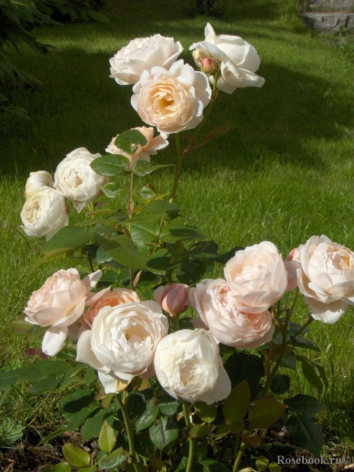 Ambridge Rose 