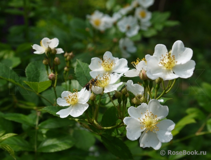 Rosa multiflora