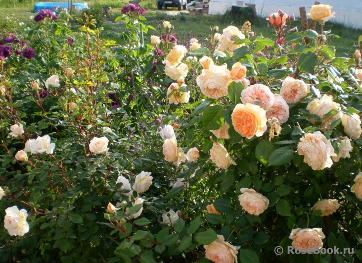 Crown Princess Margareta®