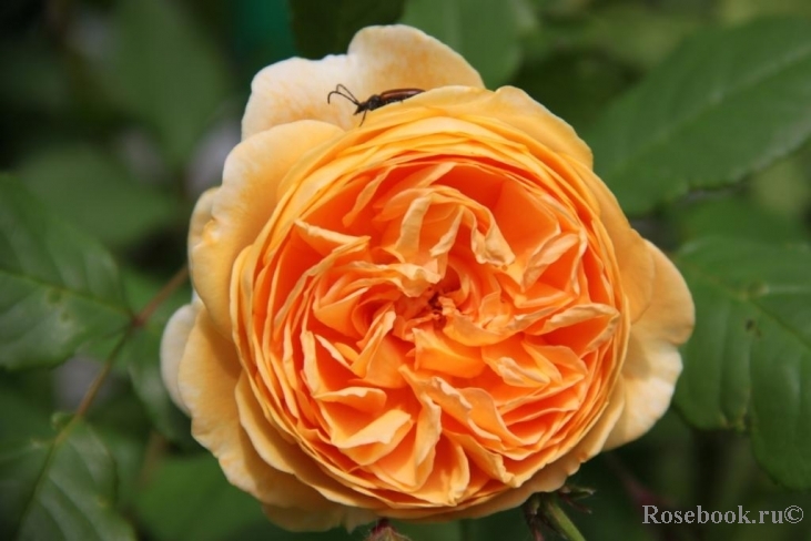 Crown Princess Margareta®