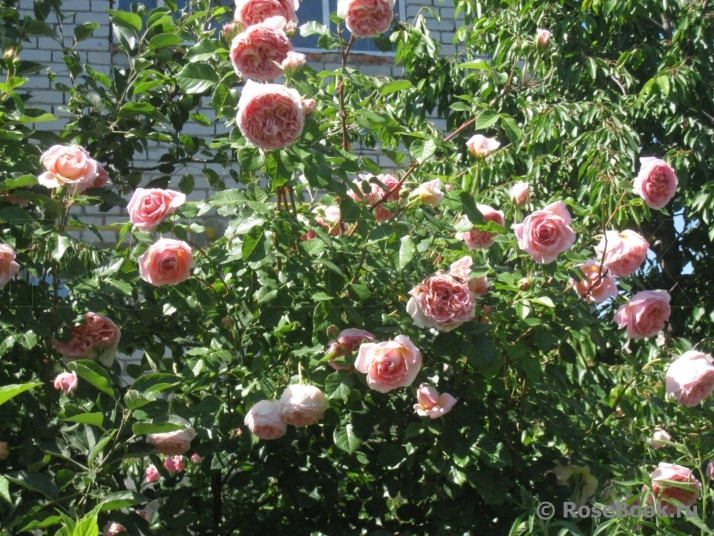 Abraham Darby