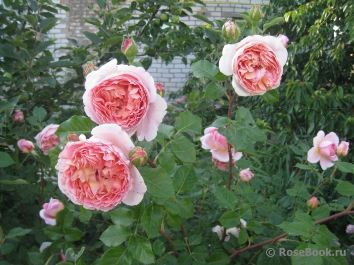 Abraham Darby