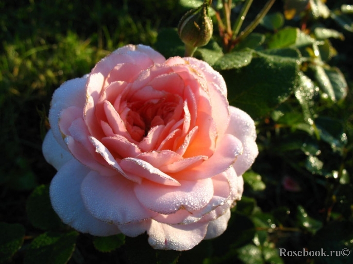 A Shropshire Lad