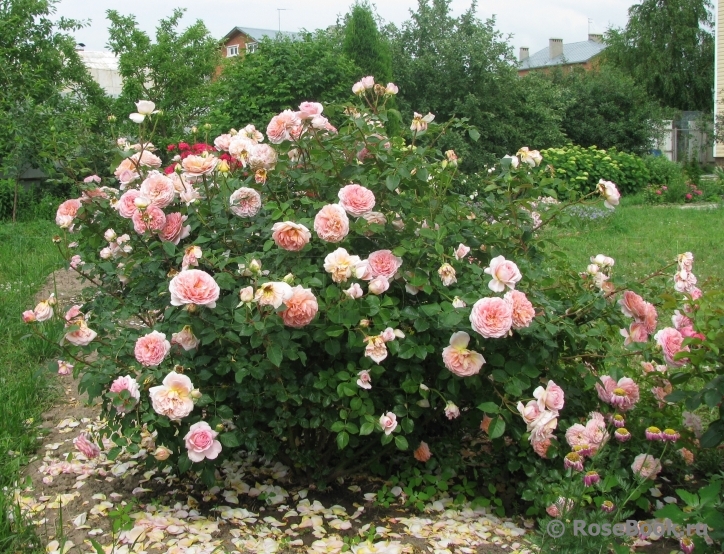 Abraham Darby