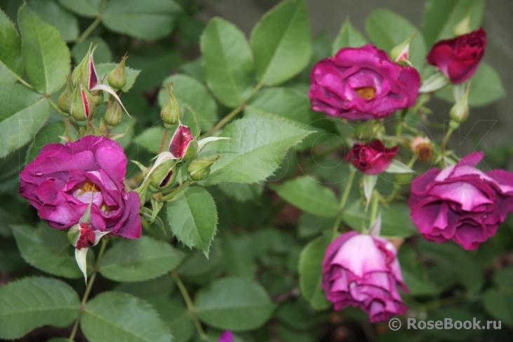 Princess Sibilla de Luxembourg