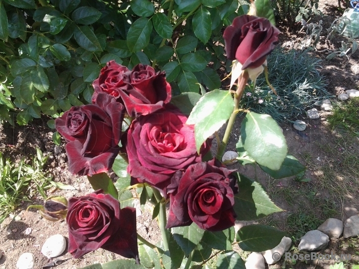 Black Baccara