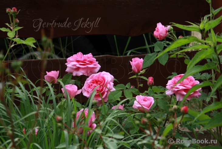 Gertrude Jekyll