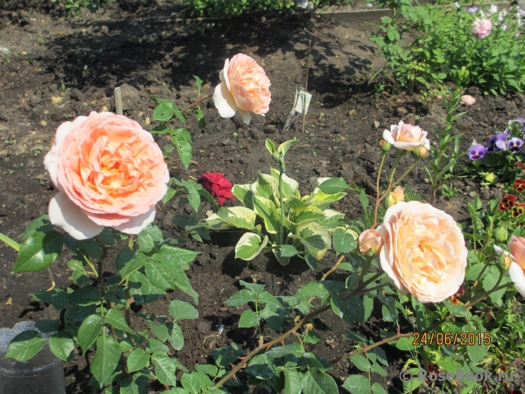 Abraham Darby