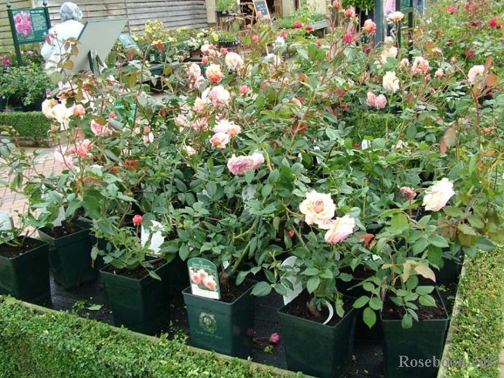 A Shropshire Lad