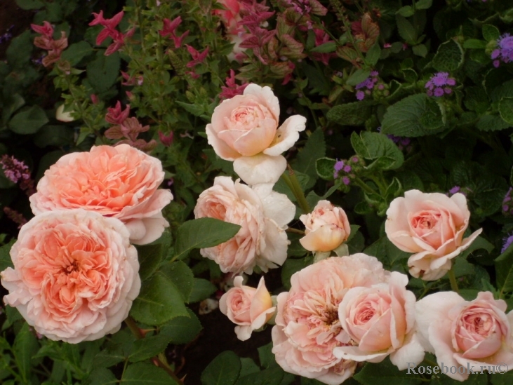 Abraham Darby