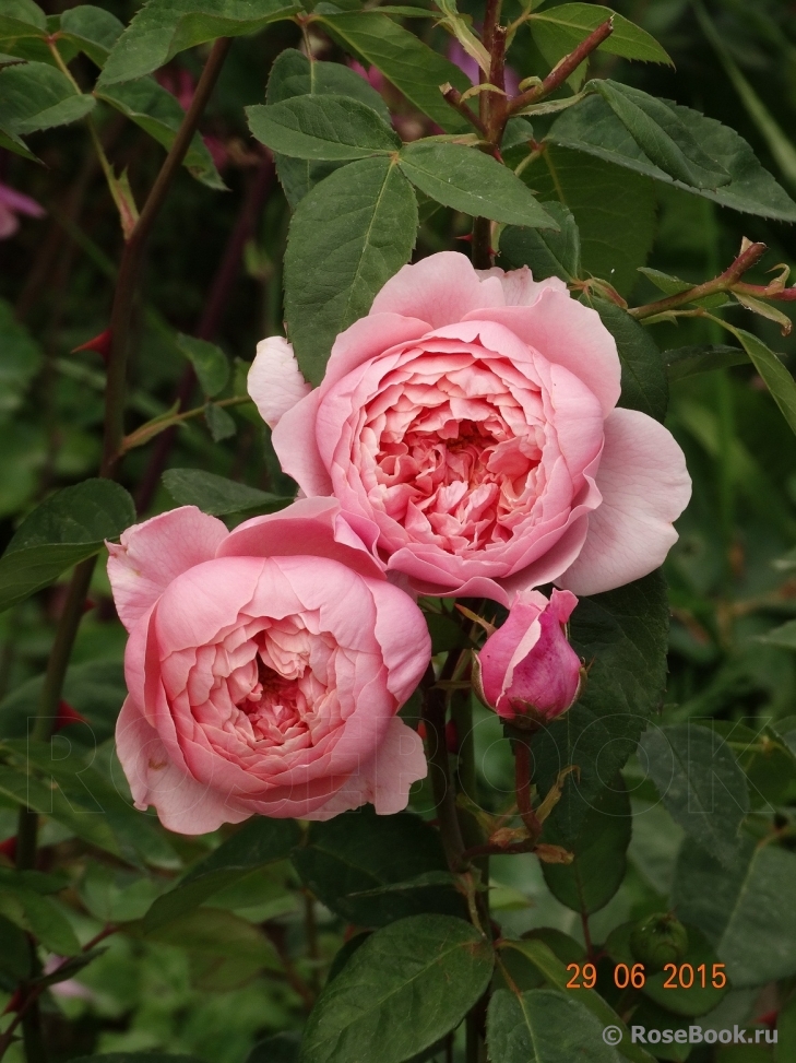 The Alnwick Rose